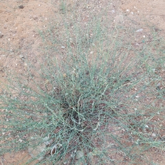 Polygonum equisetiforme