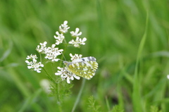 Euchloe ausonia