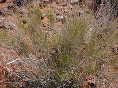 Justicia divaricata