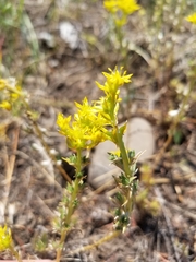 Sedum stenopetalum
