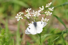 Euchloe ausonia