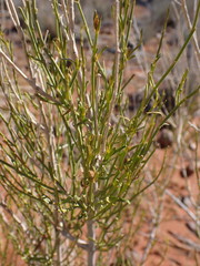 Justicia divaricata