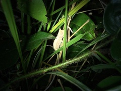 Rieppeleon kerstenii