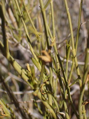 Justicia divaricata