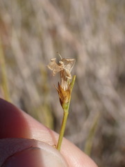 Justicia divaricata