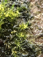 Hypnum resupinatum