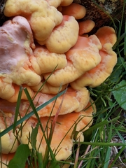 Laetiporus montanus
