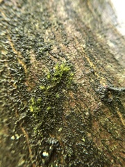 Hypnum resupinatum