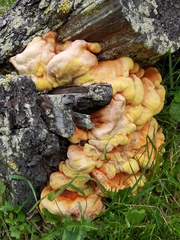 Laetiporus montanus