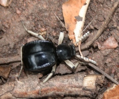 Dichtha cubica