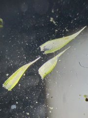 Hypnum resupinatum