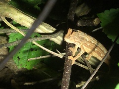 Rieppeleon kerstenii