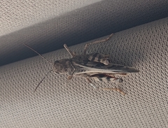 Cratypedes neglectus