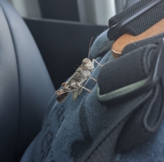 Cratypedes neglectus