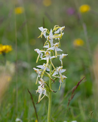 Platanthera chlorantha