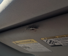 Cratypedes neglectus