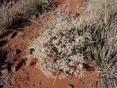 Leucosphaera bainesii