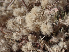 Leucosphaera bainesii