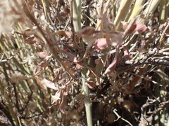 Leucosphaera bainesii