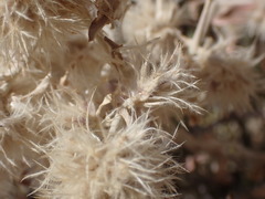 Leucosphaera bainesii