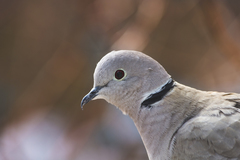 Streptopelia decaocto