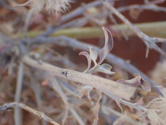 Leucosphaera bainesii