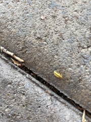 Xanthogaleruca luteola