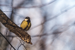 Parus major
