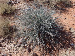 Euphorbia gariepina