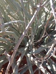 Euphorbia gariepina