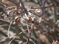 Euphorbia gariepina