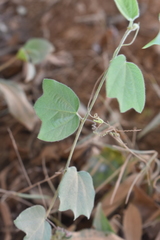 Passiflora porphyretica