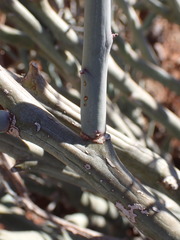 Euphorbia gariepina