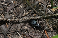 Carabinae