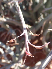 Euphorbia gariepina