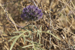 Echinops strigosus
