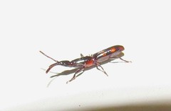 Taphroderini