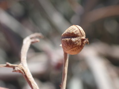 Euphorbia gariepina