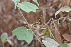 Passiflora porphyretica