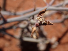 Euphorbia gariepina