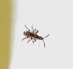 Taphroderini
