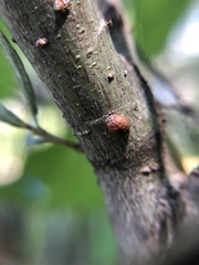 Chionaspis salicis