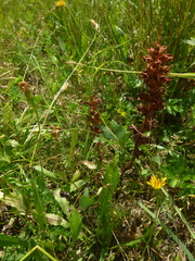 Orobanche gracilis