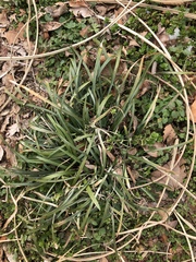 Colletotrichum liriopes