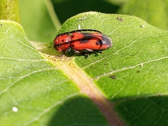 Tetraopes melanurus