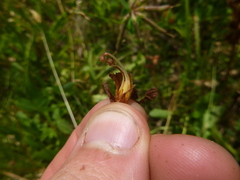 Orobanche gracilis