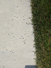 Triodopsis juxtidens