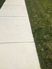 Triodopsis juxtidens