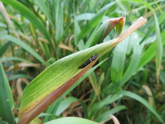 Athripsodes bilineatus