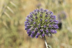 Echinops strigosus
